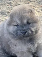 Blue Valentino , a male Chow Chow for sale in Fontana, CA – Photo 4 of 5