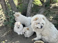 Butterballs Baby, a male Chow Chow for sale in Fontana, CA – 4 of 10