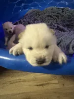 Butterballs Boy # 2 , a male Chow Chow for sale in Fontana, CA – 6 of 10