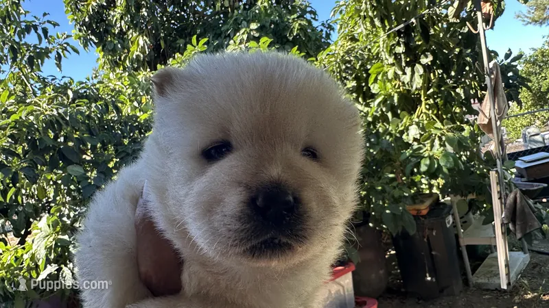 Butterballs Boy -1  – Chow Chow puppy for sale in Fontana, CA