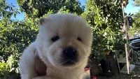 Butterballs Boy -1 , a male Chow Chow for sale in Fontana, CA – 1 of 9