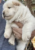 Pretty Boy, a  Chow Chow for sale in Fontana, CA – 9 of 10