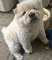 Butterballs Baby, a male Chow Chow for sale in Fontana, CA – 6 of 10