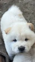Butterballs Boy -1 , a male Chow Chow for sale in Fontana, CA – 7 of 9