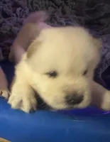 Butterballs Boy # 2 , a male Chow Chow for sale in Fontana, CA – 4 of 10