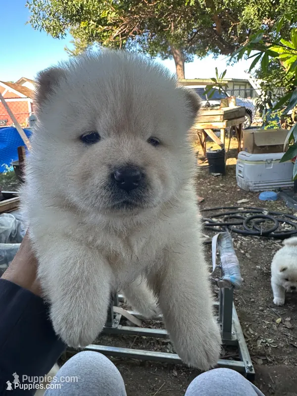 Butterball’s little girl – Chow Chow puppy for sale in Fontana, CA