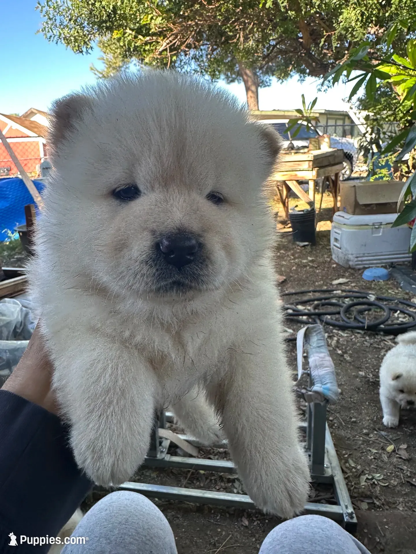 Butterball’s little girl, a female Chow Chow for sale in Fontana, CA – 1 of 6