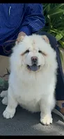 Butterball’s little girl, a female Chow Chow for sale in Fontana, CA – 4 of 6