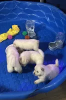Butterballs Boy -1 , a male Chow Chow for sale in Fontana, CA – 2 of 9