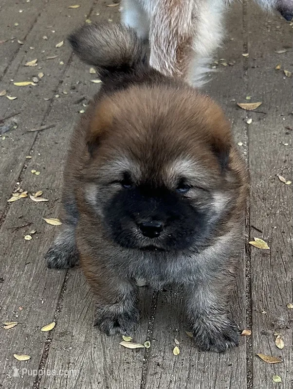 The  Lioness – Chow Chow puppy for sale in Fontana, CA