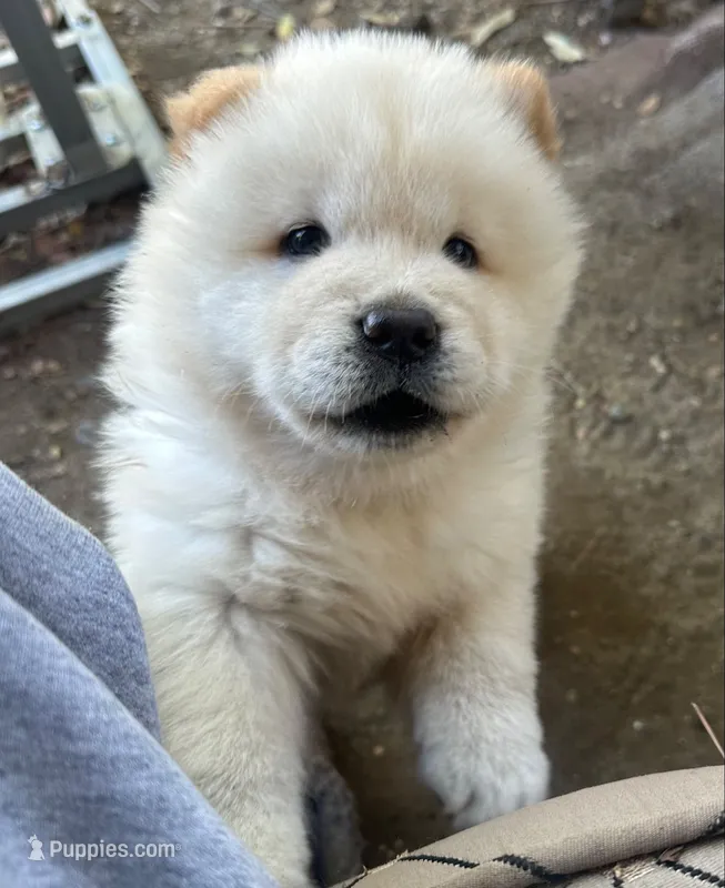 Butterballs Boy # 2  – Chow Chow puppy for sale in Fontana, CA
