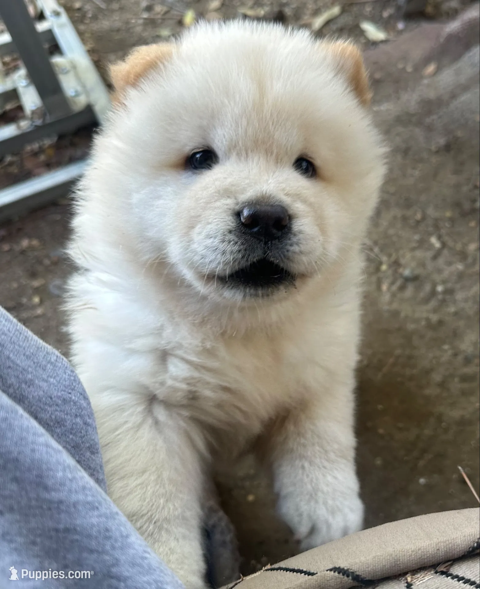 Butterballs Boy # 2 , a male Chow Chow for sale in Fontana, CA – 1 of 10