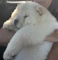 Butterballs Baby, a male Chow Chow for sale in Fontana, CA – 8 of 10