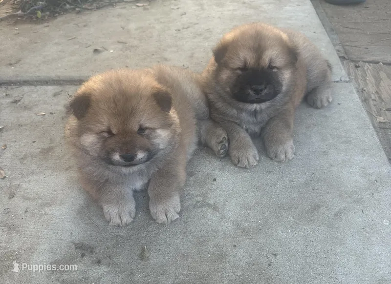 Valentine – Chow Chow puppy for sale in Fontana, CA