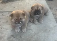 Valentine, a male Chow Chow for sale in Fontana, CA – Photo 4 of 6