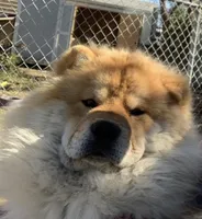 Valentine, a male Chow Chow for sale in Fontana, CA – Photo 3 of 6