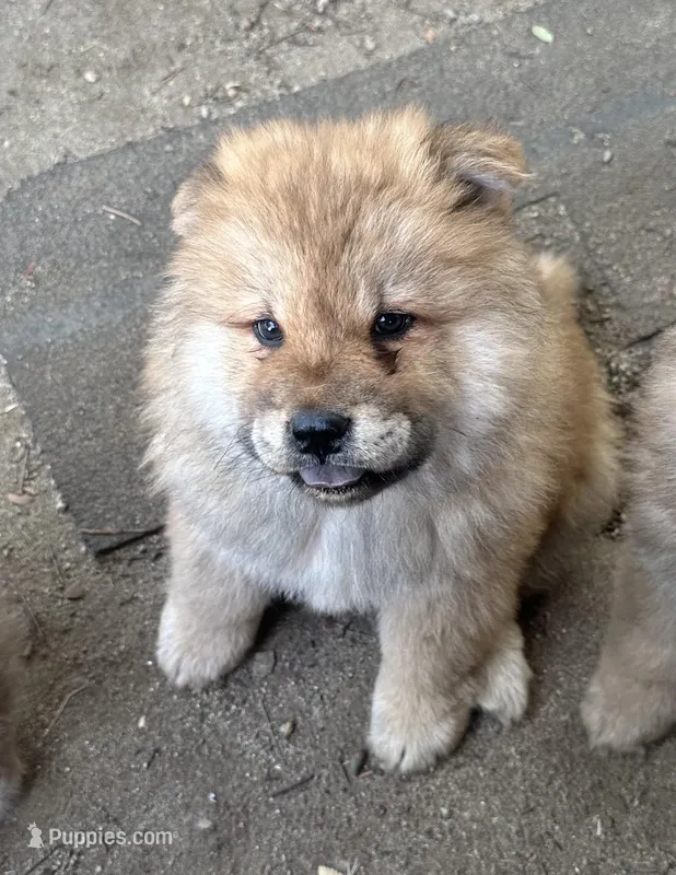 Valentine – Chow Chow puppy for sale in Fontana, CA