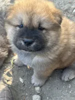 Valentine, a male Chow Chow for sale in Fontana, CA – Photo 1 of 6