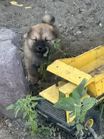 Valentine, a male Chow Chow for sale in Fontana, CA – Photo 5 of 6
