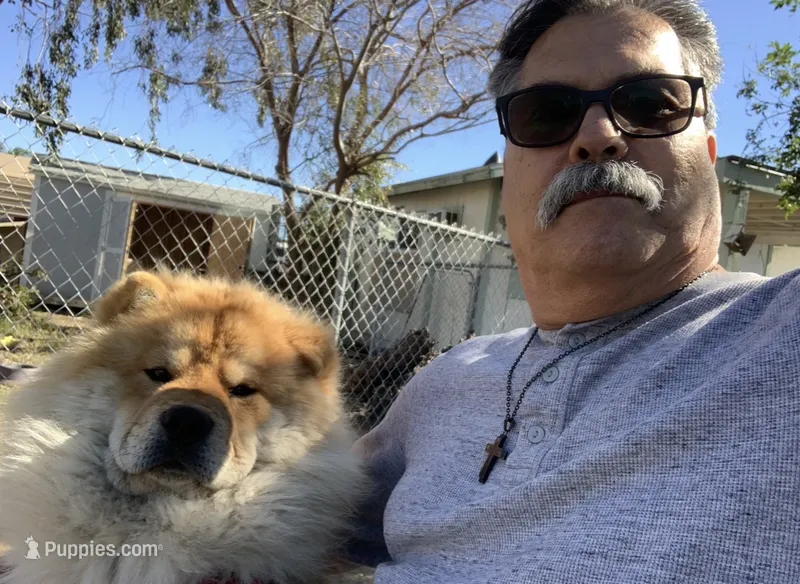 Thor – Chow Chow puppy for sale in Fontana, CA