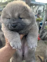 Blue Valentine, a female Chow Chow for sale in Fontana, CA – Photo 2 of 2