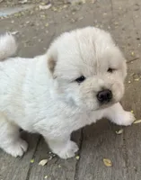 Pretty Boy, a  Chow Chow for sale in Fontana, CA – 2 of 10