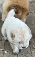 Pretty Boy, a  Chow Chow for sale in Fontana, CA – 8 of 10