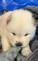 Butterballs Boy # 2 , a male Chow Chow for sale in Fontana, CA – 3 of 10