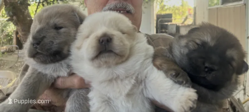 Pretty Girl – Chow Chow puppy for sale in Fontana, CA