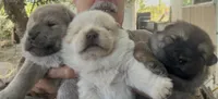 Pretty Girl, a  Chow Chow for sale in Fontana, CA – 1 of 4