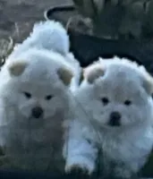 Butterballs Baby, a male Chow Chow for sale in Fontana, CA – 10 of 10