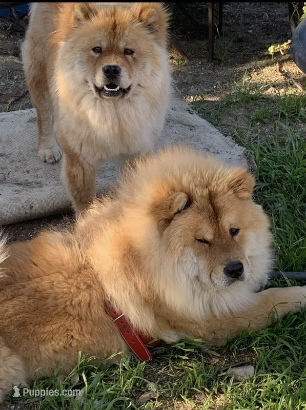 The  Lioness – Chow Chow puppy for sale in Fontana, CA