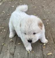 Pretty Boy, a  Chow Chow for sale in Fontana, CA – 6 of 10