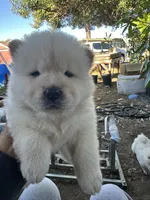 Butterball’s little girl, a female Chow Chow for sale in Fontana, CA – 5 of 6