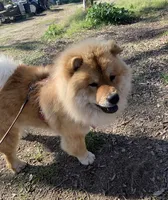 Thor, a male Chow Chow for sale in Fontana, CA – 2 of 5