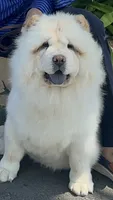 Butterballs Baby, a male Chow Chow for sale in Fontana, CA – 1 of 10