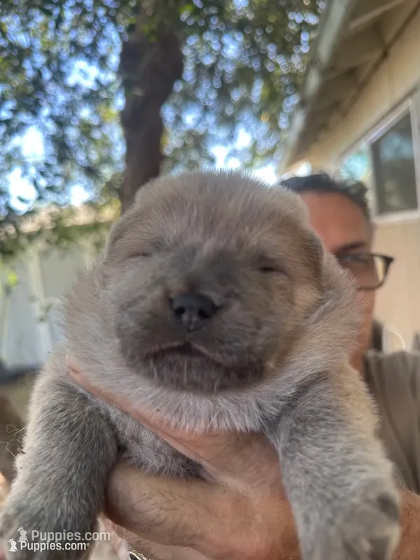 Thor – Chow Chow puppy for sale in Fontana, CA