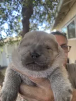 Thor, a male Chow Chow for sale in Fontana, CA – 5 of 5