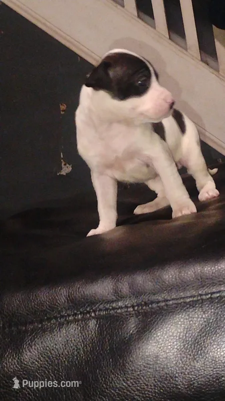 Linda – American Pit Bull Terrier puppy for sale in Erie, PA