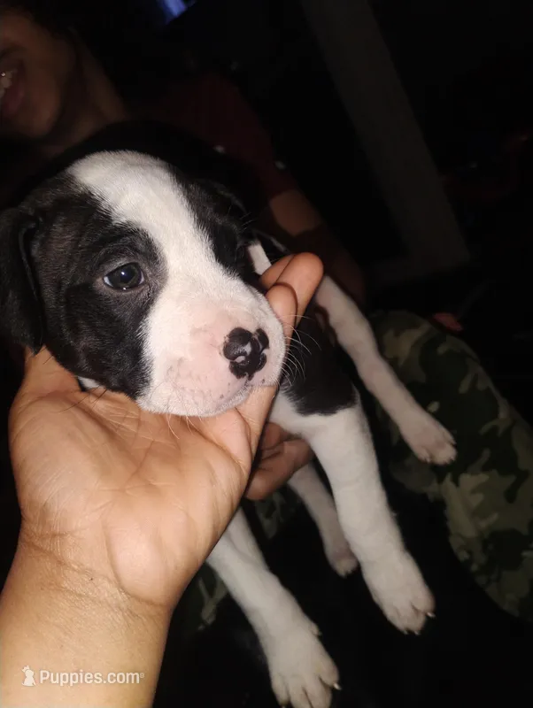 Linda – American Pit Bull Terrier puppy for sale in Erie, PA