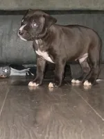 Simba, a male American Pit Bull Terrier for sale in Erie, PA – 3 of 4