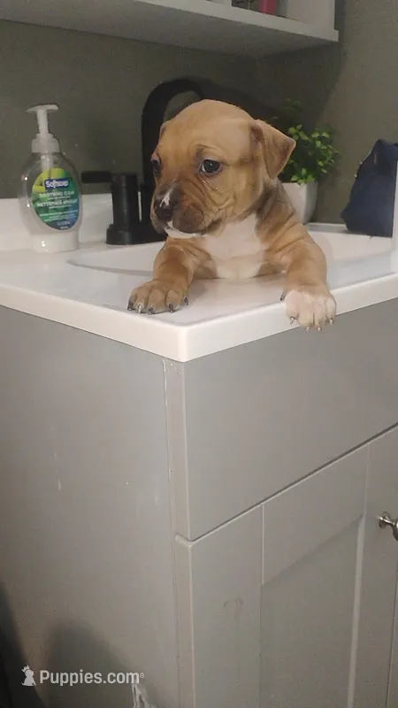 Tori, a female American Pit Bull Terrier for sale in Erie, PA – Photo 1 of 2