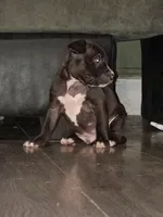 Simba, a male American Pit Bull Terrier for sale in Erie, PA – 4 of 4