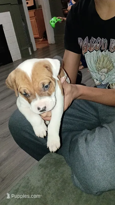 Rudy – American Pit Bull Terrier puppy for sale in Erie, PA