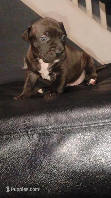 Rome – American Pit Bull Terrier puppy for sale in Erie, PA