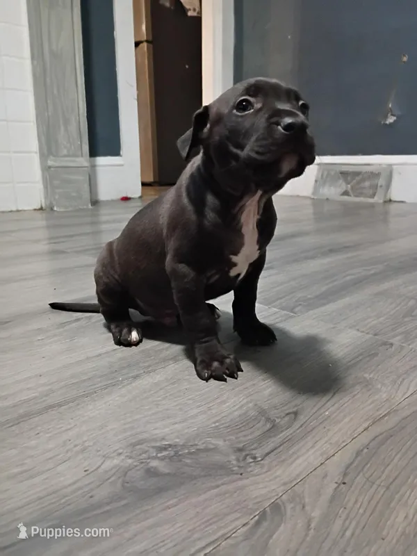 Rome – American Pit Bull Terrier puppy for sale in Erie, PA