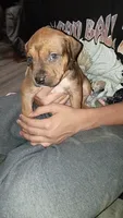 Charlie brown, a male American Pit Bull Terrier for sale in Erie, PA – 3 of 3