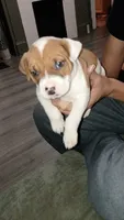 Rudy, a male American Pit Bull Terrier for sale in Erie, PA – 3 of 3