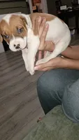 Rudy, a male American Pit Bull Terrier for sale in Erie, PA – 2 of 3