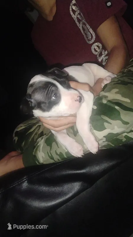 Luna – American Pit Bull Terrier puppy for sale in Erie, PA